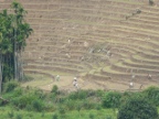 rice-terraces.JPG (202 KB)